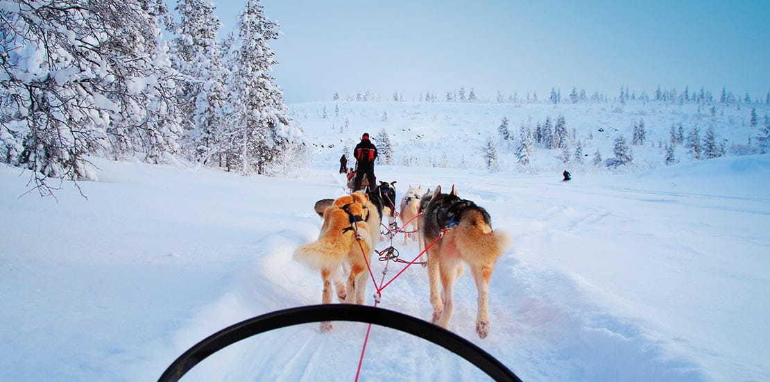 Dog sledding in the snow